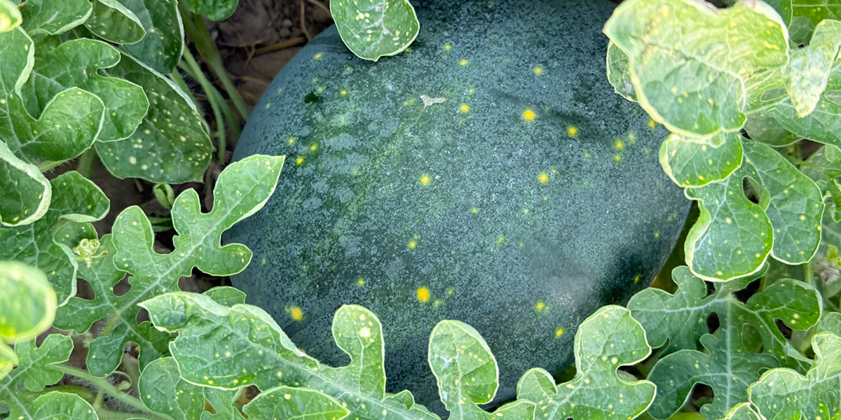 Arriva l’anguria “stellata”: la nuova sfida di Agricola Campidanese